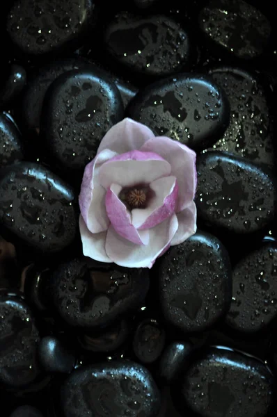 kolaj, spa, taşlar, masaj, lotus, manolya, aroma, thai, Tayland masajı, mumlar, su 21