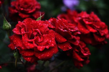 gül, kırmızı, çiçekler, çiçek, kırmızı, çiy, çiçekler üzerine damlalar, şefkat _ 6