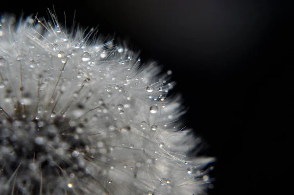Feather Dew Sunset Weightlessness Water Drops Dandelion Macro Nature Lightness — стоковое фото