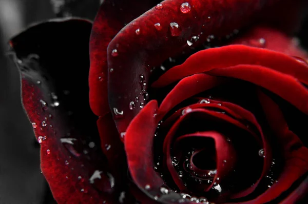 Gül, kırmızı, çiçekler, çiçek, kırmızı, çiy, çiçekler üzerine damlalar, şefkat) 7