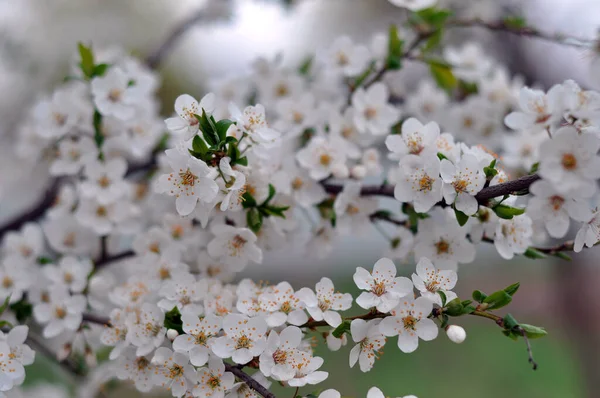 çiçek, çiçekler, bahar, kiraz, sakura, polen, ağaç, doğa _ 1