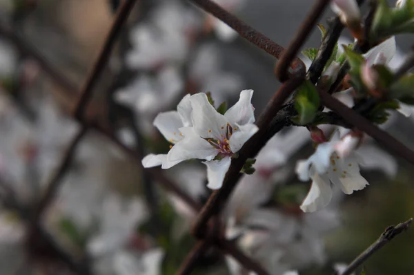çiçek, çiçekler, bahar, kiraz, sakura, polen, ağaç, doğa _ 3