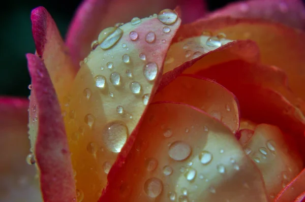 gül, kırmızı, çiçekler, çiçek, kırmızı, çiy, çiçekler üzerindeki damlalar, şefkat _ 5