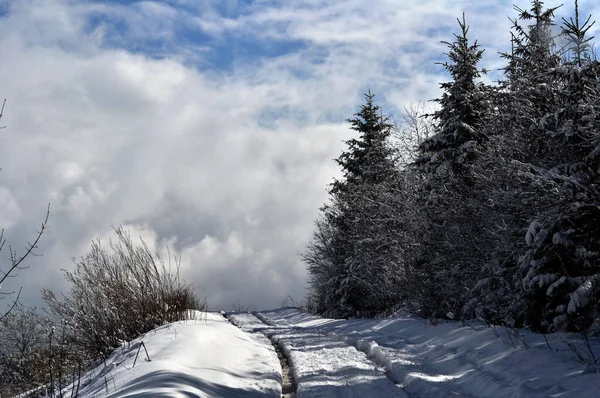 kış, dağlar, orman, ağaçlar, kar, yamaçlar, ladin, tepeler, doğa _ 2
