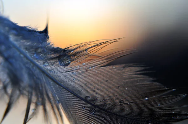 Tüy, çiy, gün batımı, ağırlıksızlık, su damlaları, karahindiba, makro, doğa, hafiflik _ 1