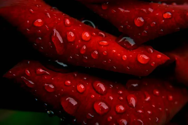 gül, kırmızı, çiçekler, çiçek, kırmızı, çiy, çiçekler üzerindeki damlalar, şefkat _ 3