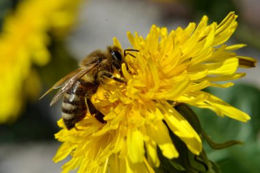 Arı, böcek, doğa, çiçek, sarı, makro, güzellik, dünya, yaz, bahar