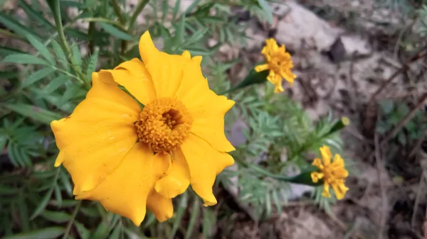 Bu çiçek bakmak için çok güzel. Adı gergedan..