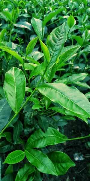 Tea leaves trees and green.