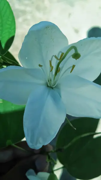 This is a best flower and white with green.