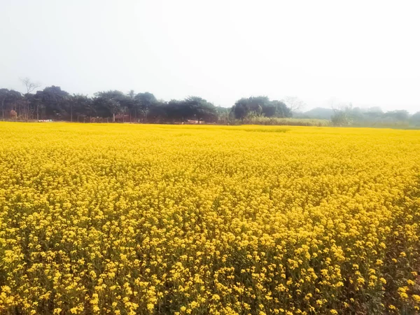 These are Mustard plants and sky.
