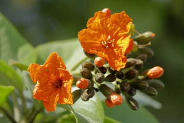 Kendall 'ın Bulutları, Gökyüzü, Ağaçları ve çiçekleri