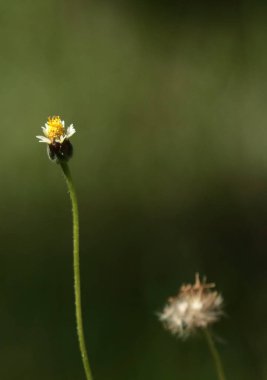 Çeşitli iguanalar, yeşil çiçekler, mavi gökyüzü ve beyaz bulutlar