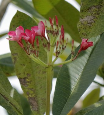 Mimari çevreyi ekleyen renklerin doğası