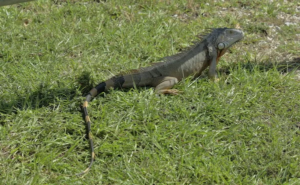 Naturaleza Gatos Iguanas Ave Hojas Kendall Miami Dade — Foto de Stock