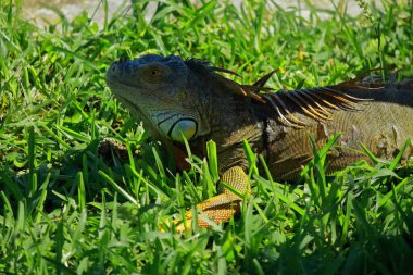 Doğa, kediler, Kendall Miami Dade 'in kuş iguanaları 