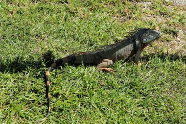 Doğa, kediler, Kendall Miami Dade 'in kuş iguanaları 