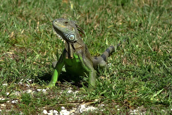 Natureza Gatos Iguanas Pássaro Folhas Kendall Miami Dade — Fotografia de Stock
