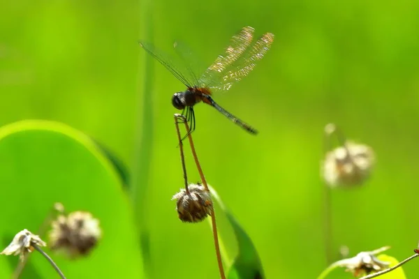 Nature Chats Iguanes Oiseaux Feuilles Kendall Miami Dade — Photo