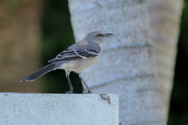 Kuş, Noel lambaları, Kendall 'ın çevresi. 