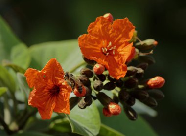 Kuş, Noel lambaları, Kendall 'ın çevresi. 