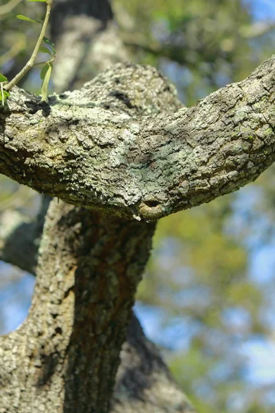 Detaljer Vardagen Inkendall Miami Dade — Stockfoto