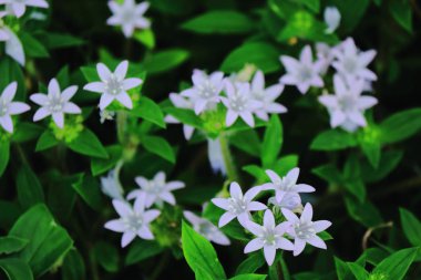 Kendall Miami Dade 'deki günlük hayatın ayrıntıları