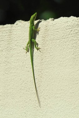 Kendall Miami Dade 'deki günlük hayatın ayrıntıları