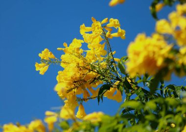 Kendall Miami Dade 'deki günlük hayatın ayrıntıları