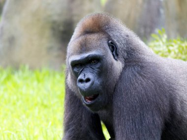 Batı Palm Beach manzarası, sokaklar, tren istasyonu, Miami Hayvanat Bahçesi 