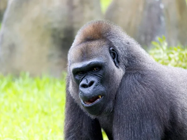 West Palm Beach Ulice Dworzec Kolejowy Miami Zoo Animal — Zdjęcie stockowe