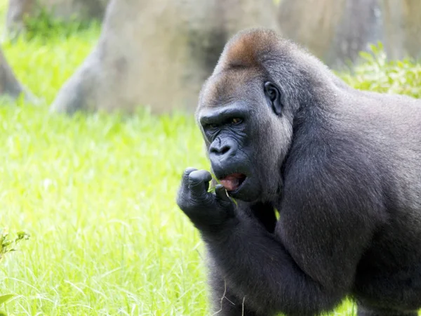 West Palm Vue Sur Plage Rues Gare Zoo Miami Animal — Photo