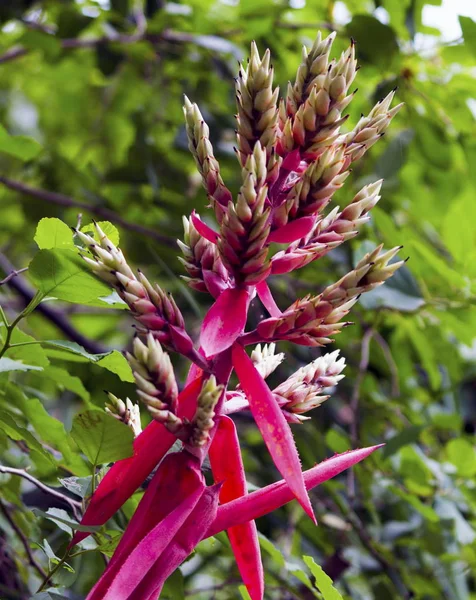 Bloemenfauna Miami Zoo — Stockfoto