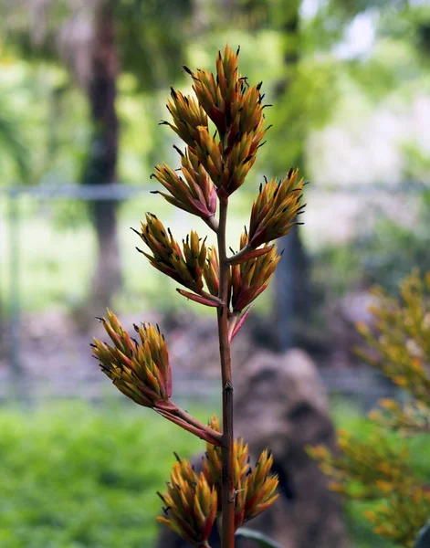 Bloemenfauna Miami Zoo — Stockfoto