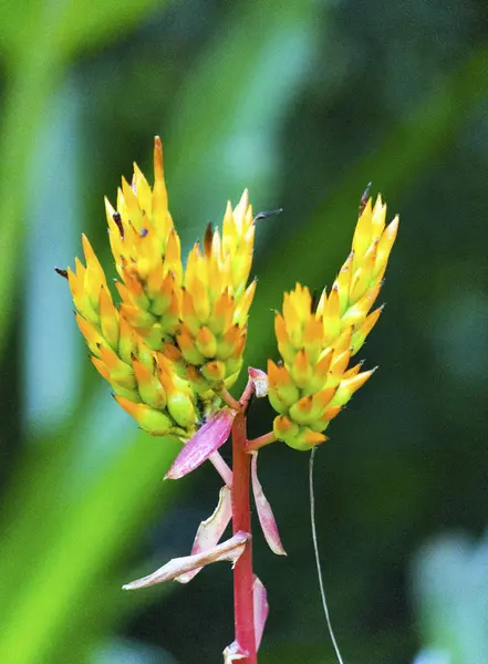 Bloemenfauna Miami Zoo — Stockfoto