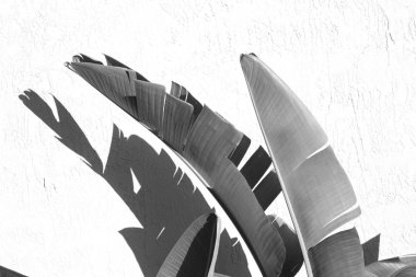 Miami sahilleri ve Guatemala 'nın çevresindeki okyanustan küçük kuşlar.