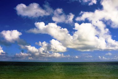 Miami sahilleri ve Guatemala 'nın çevresindeki okyanustan küçük kuşlar.