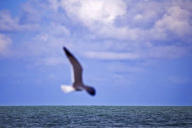 Her yerden mimari + flora & fauna