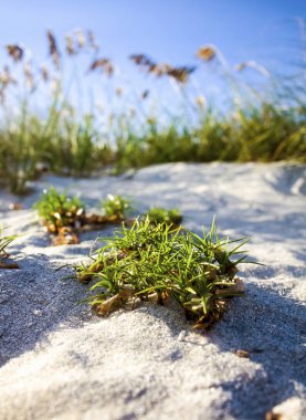 Her yerden mimari + flora & fauna