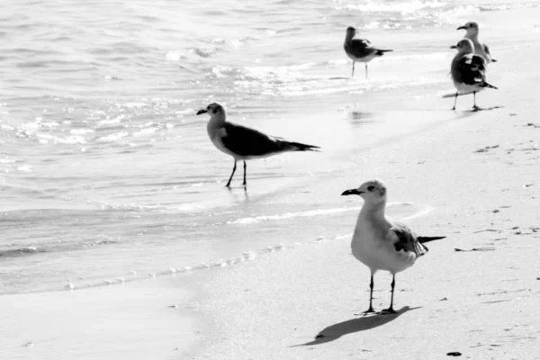 Pequeñas Aves Del Océano Alrededor Las Playas Miami Las Áreas — Foto de Stock