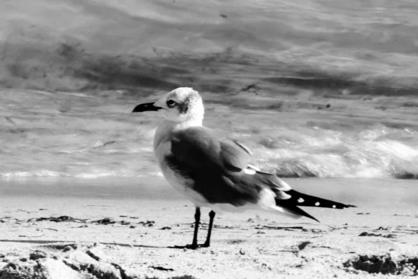 在迈阿密的海滩和危地马拉的海域附近 从大海中掠过小鸟 — 图库照片