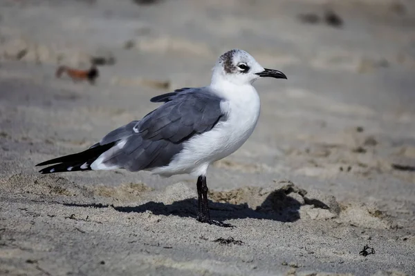 Malí Ptáčci Oceánu Okolí Miamských Pláží Guatemalských Oblastí — Stock fotografie