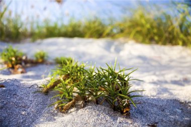 Her yerden mimari + flora & fauna