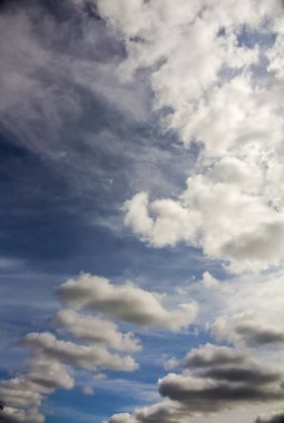 Her yerden mimari + flora & fauna