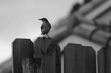 Her yerden mimari + flora & fauna