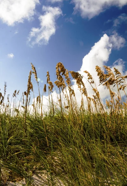 Arquitectura Flora Fauna Todas Partes — Foto de Stock