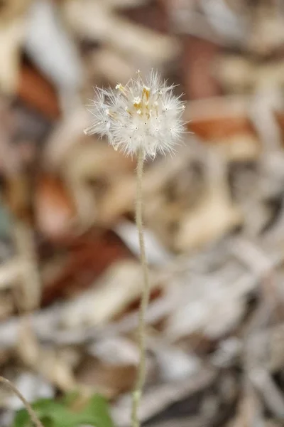 Vögel Blumen Allgemeinen Von Kendalls Miami — Stockfoto