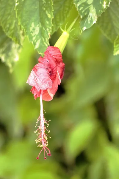 Vogels Bloemen Het Algemeen Van Kendall Miami — Stockfoto