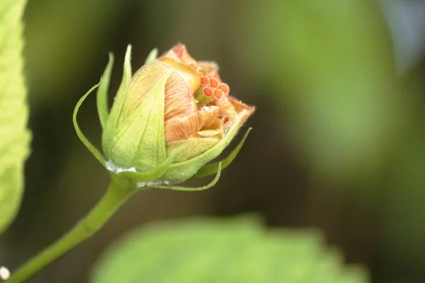 Fåglar Blommor Allmänhet Från Kendalls Miamis — Stockfoto