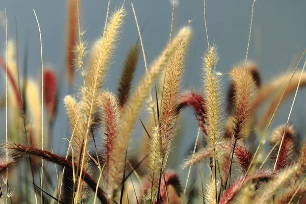 Vögel Blumen Allgemeinen Von Kendalls Miami — Stockfoto